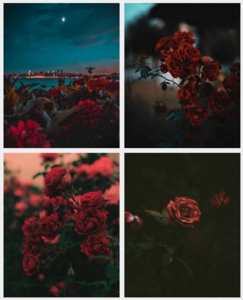 Roses at Night