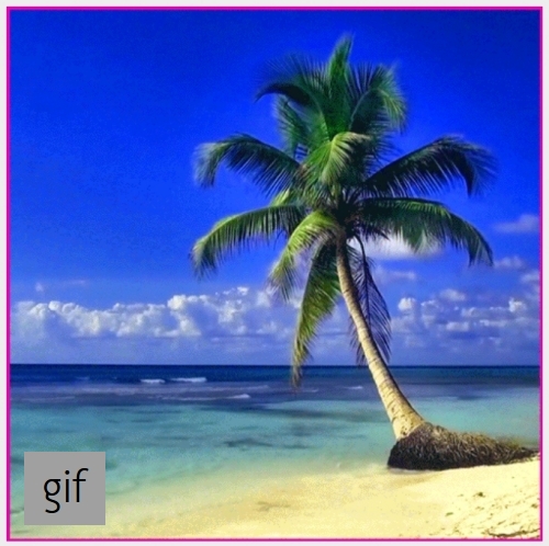 Palm Tree and the Sea