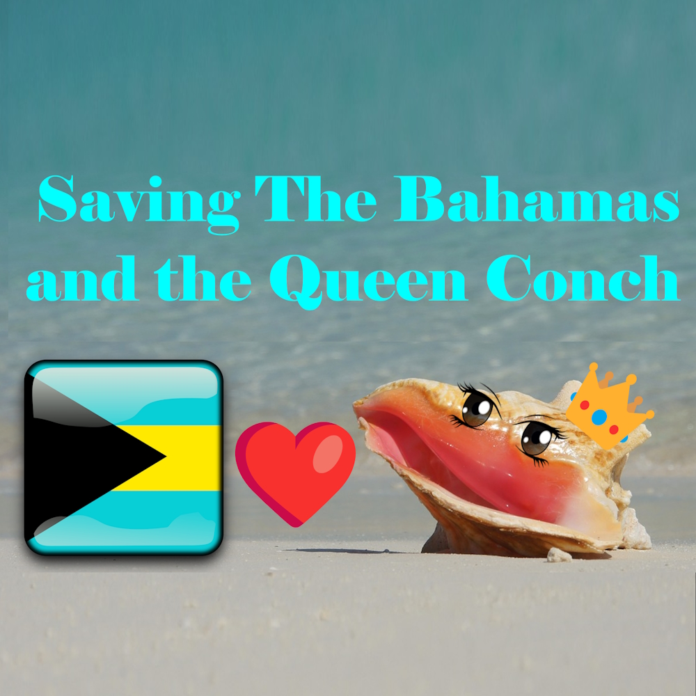 Is It Too Late For the Bahama Queen Conch?